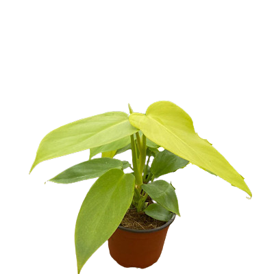 6" Philodendron Bipennifolium Aurea